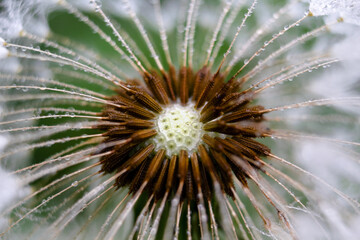 dandelion covered with morning dew