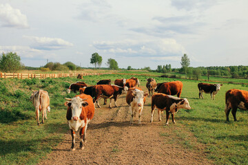 Obraz premium A cow and a calf graze on a green pasture in summer