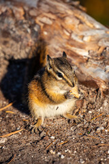 A Chipmunk in British Columbia, Canada
