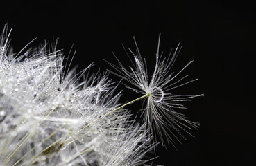 Fototapeta premium Macro of a dandelion on a black background, a dandelion parachute takes off