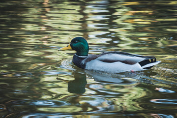 Mallard duck swimming on a lake