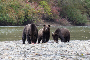 Obraz na płótnie Canvas A Mother Grizzly (Brown bear) and her two cubs in British Columbia, Canada