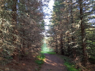 forest path in summer wilderness northern Norway