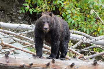 Naklejka na ściany i meble A Grizzly (Brown bear) on a log in the river in British Columbia, Canada