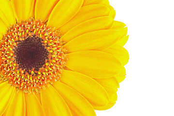 Part of a yellow gerbera flower on a white background.