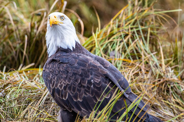 A Bald Eagle in British Columbia in Canada