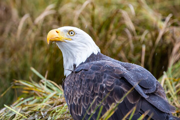 A Bald Eagle in British Columbia in Canada
