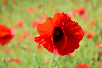 red poppy flower