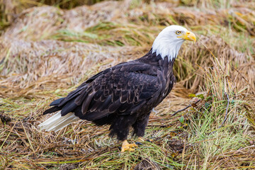 A Bald Eagle in British Columbia in Canada