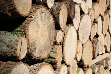 Holzst&auml;mme - gestapelt