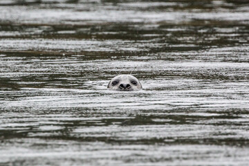 A common seal poking it's head out of the water in British Columbia, Canada