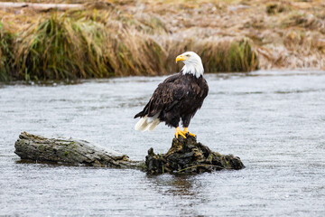 A Bald Eagle perched on a log in British Columbia in Canada