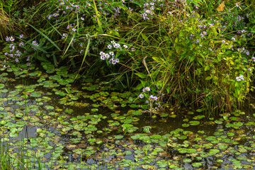 Water lilies of the Nature Reserve Isola della Cona, Italy