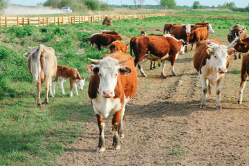 A cow and a calf graze on a green pasture in summer