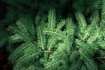Fototapeta na wymiar Branches of young green fir. Medium shot