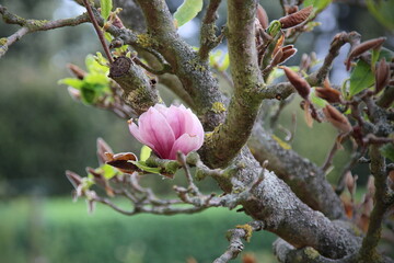 Magnolie - einzelne Bl&uuml;te