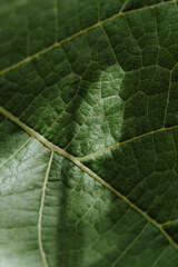 Closeup of a green leaf texture. Sun on a dark leaf