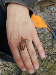 May bug on the hand big beautiful creeps

