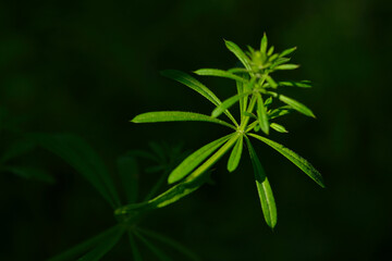  Kletten-Labkraut (Galium aparine), auch Klebkraut genannt