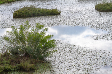 Water lilies of the Nature Reserve Isola della Cona, Italy