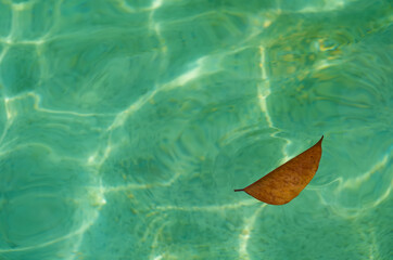 Brown leaves floating above the water surface. Light rippled water texture reflection blur background , Ideal for use in the design put images and insert text