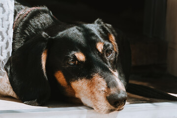 Dog dachshund with sad eyes lies on a doorstep, closeup. Stay at home concept