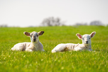 Two young lambs isolated in field looking to camera.  Much Hadham, Hertfordshire. UK
