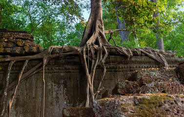 Amazing Ta Prohm Temple or Tomb Raider temple overgrown with Crocodile tree or Banyan tree in Angkor Wat complex. Mystical ruins of the temple attract tourists from all over the world