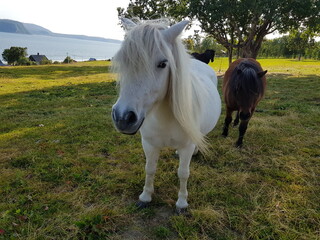 white horse in the meadow