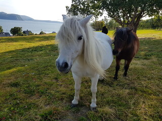 white horse in the field