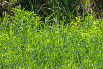 Water reeds along the river