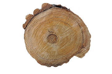 Old wooden oak tree cut surface. Detailed warm dark brown and orange tones of a felled tree trunk or stump. Rough organic texture of tree rings, isolated on white background