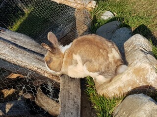 rabbit outside cage running free