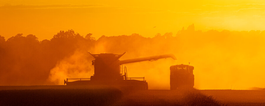 Combine Harvester harvesting in a field with a tractor at sunset.  Much Hadham, Hertfordshire. UK