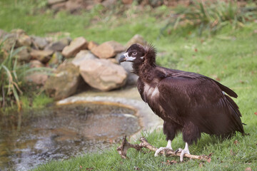 Black vulture with bone on the grass near water