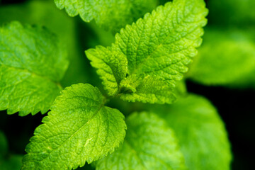 Lemon balm leaves