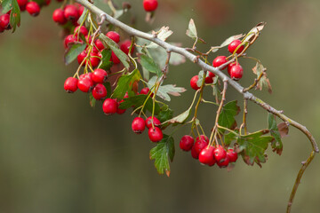 Red dog rose berries along the river