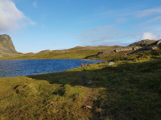 small reindeer calf running alongside blue mountain lake in summer sunlight