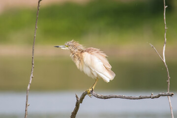 Squacco Heron (Ardeola ralloides) on a Branch