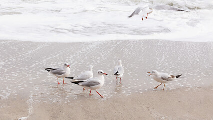 Seagulls on the beach of the Black Sea.