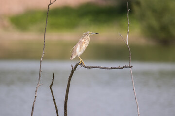 Squacco Heron (Ardeola ralloides) on a Branch