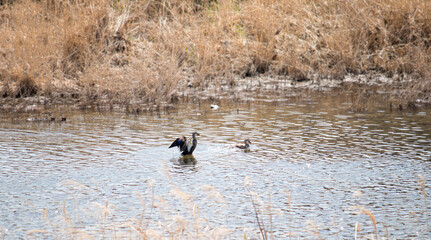 풍경, 사진, 달, 도로,
