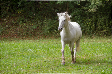 Obraz na płótnie Canvas White wild horse free in the nature