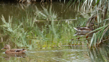 Little female duck in the Nature reserve Isola della Cona, Friuli venezia Giulia, Italy