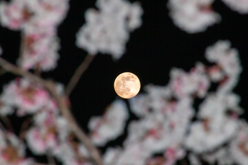 풍경, 사진, 달, 도로,