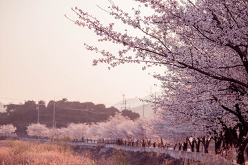 풍경, 사진, 달, 도로,