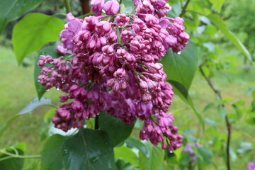Lilac flowers after 2 days of rain 3