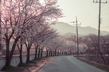 풍경, 사진, 달, 도로,