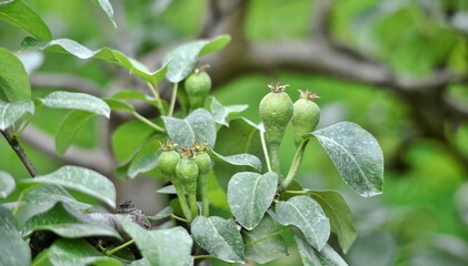 fresh sprayed pear fruits with pesticide