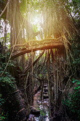 Bridge in a monkey forest, Ubud, Bali.